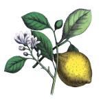 Lemon Fruit with Blossom