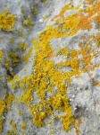 Lichen Close Up
