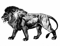 Lion Animal Illustration Clipart