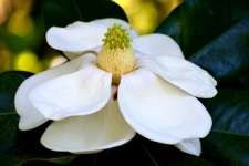 Magnolia blomma