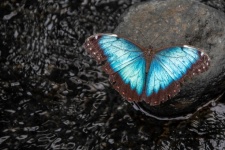 Farfalla Morfo