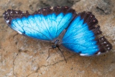 Farfalla Morfo