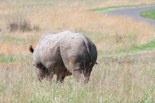 Mud covered rhinoceros in grass