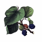 Maulbeerfrucht-Weinlese-Kunst