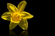 Jonquille, fleur jaune
