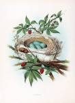 Arte vintage de nido de pájaro