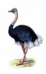 Clipart vintage de avestruz