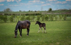 Horse, Foal, Mare