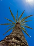 Palm Tree And Blue Sky