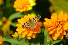 Papillon sur une fleur .
