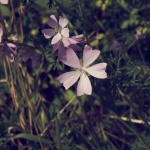 Phlox, hermosa flor