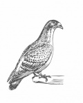 Arte de desenho de pombo