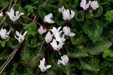 Pink And White Cyclamen Flowers