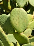 Prikkelige Peer Cactus