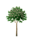 Clipart de árvore de quinino