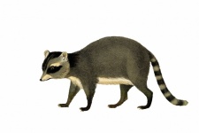 Raccoon Vintage Art Illustration
