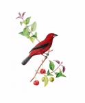 Röd Tanager fågel vintagekonst