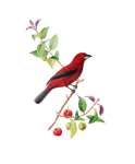 Röd Tanager fågel vintagekonst