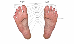 Gráfico de reflexologia em pés reais