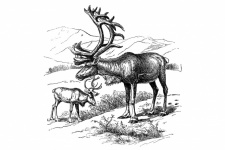 Clipart de arte vintage de renas