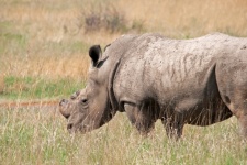 Rhinoceros standing in long grass
