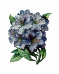 Art floral vintage de rhododendron