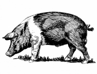 Pig Vintage Illustration