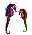 Seahorse Clipart Art Illustration