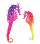 Seahorse clipart art illustration