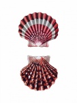Shell Seashell Vintage Art