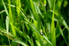 Small Fly On Long Green Grass
