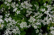 Small White Flowers Background