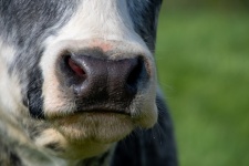 Bozal, vaca, fosas nasales, primer plano