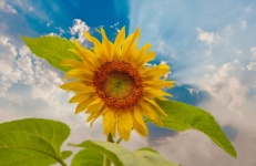 Slunečnice květina obloha mraky