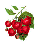 草莓复古艺术