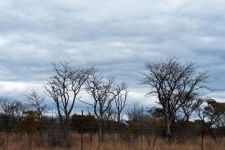 Tall bare trees against cloudy sky