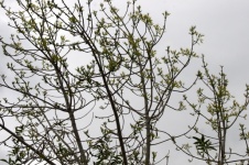 Tree Growth Against Grey Sky