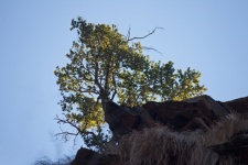 Tree With Yellow Leaves On A Cliff