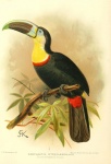 Arte vintage de pássaros tucanos