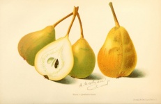 Vintage Pears Fruit Illustration
