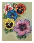 Vintage virág árvácska mályva