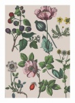 Arte de ilustração floral vintage
