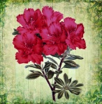 Illustration d'art floral vintage
