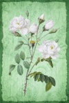 Vintage Floral Roses Illustration