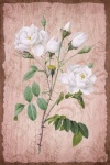 Vintage bloemen rozen illustratie