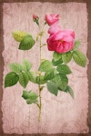Vintage Floral Roses Illustration