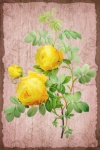 Ilustrație vintage cu trandafiri florali