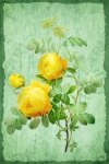 Vintage floral roses illustration