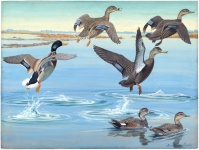 Sztuka malowania kaczek w stylu vintage