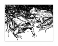 Vintage frogs illustration